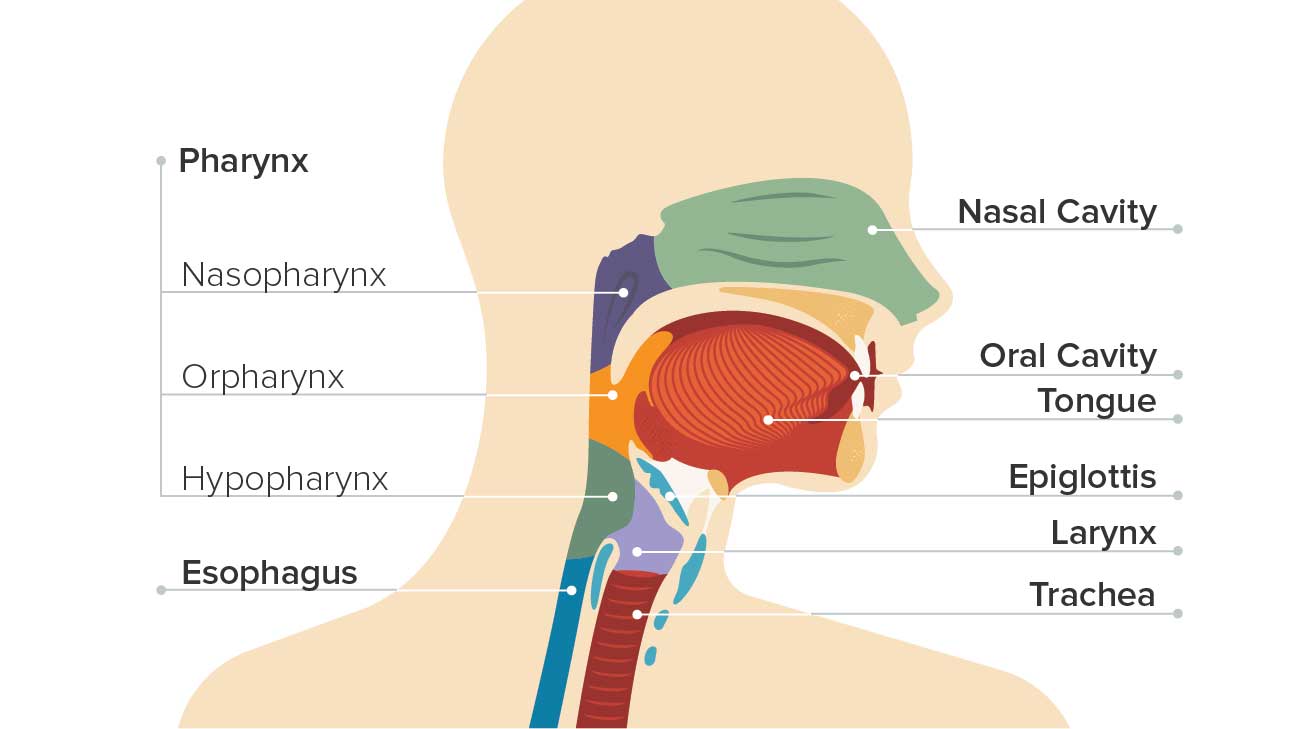 What Are The Main Causes of Throat Cancer ? What is Cancer