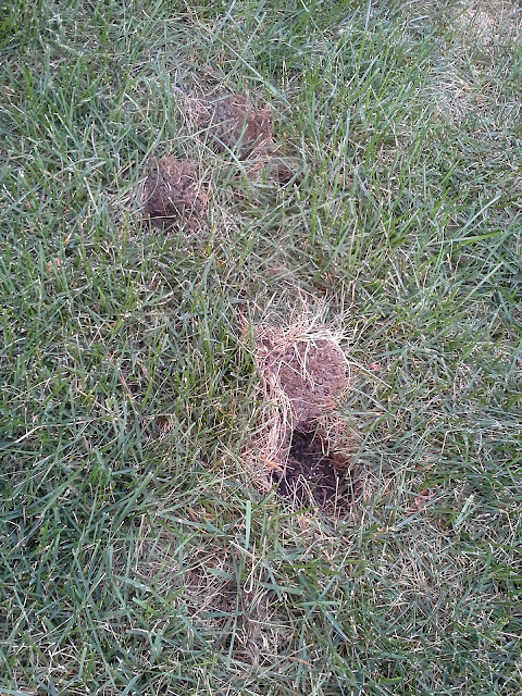 University of Illinois Plant Clinic: Lawn Pests Can Lead to Hungry