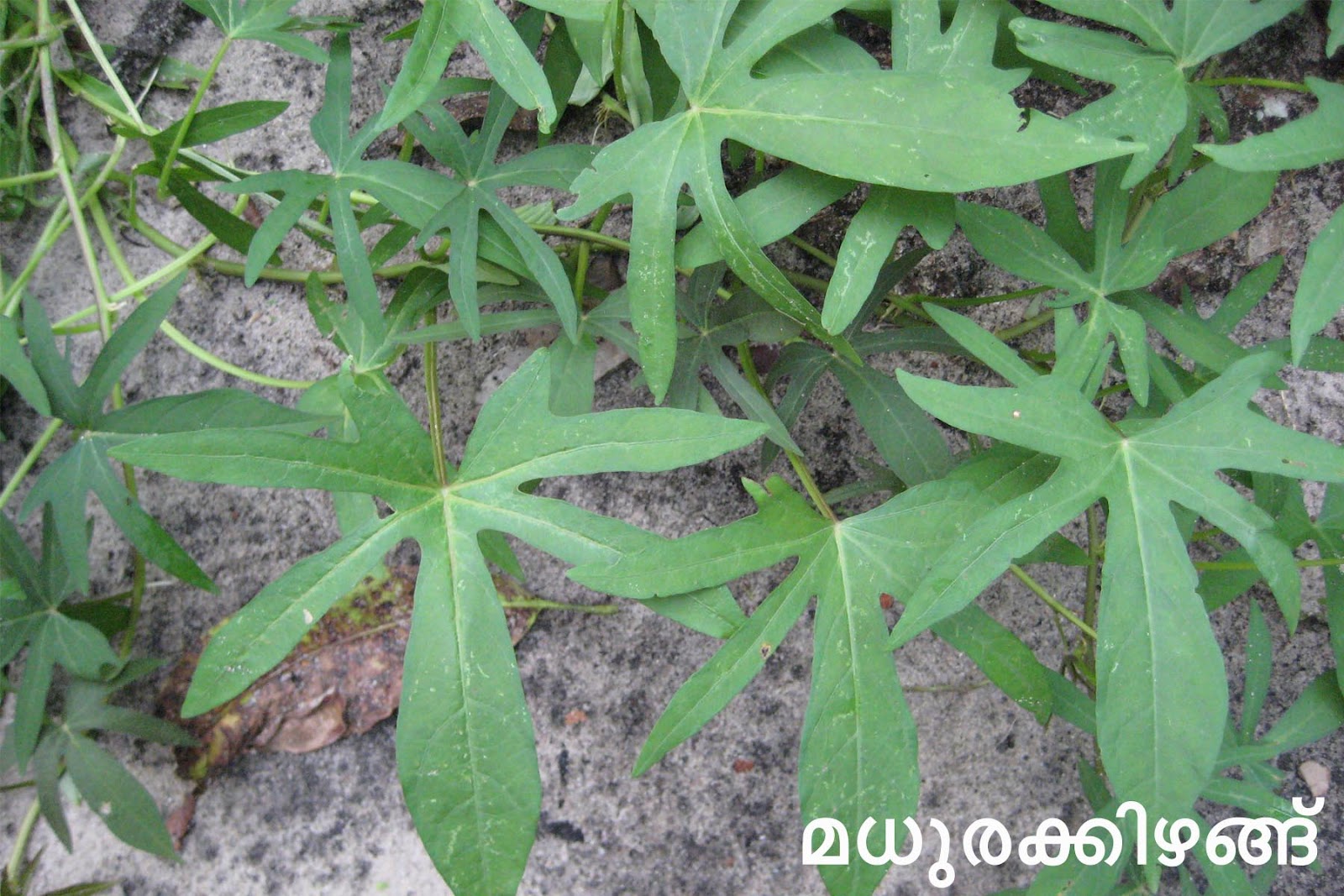 Ayurvedic Medicinal Plants in Kerala