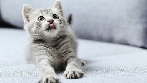 7 Facts about Cat That You Have Never Heard Before 7 Facts about Cat That You Have Never Heard Before