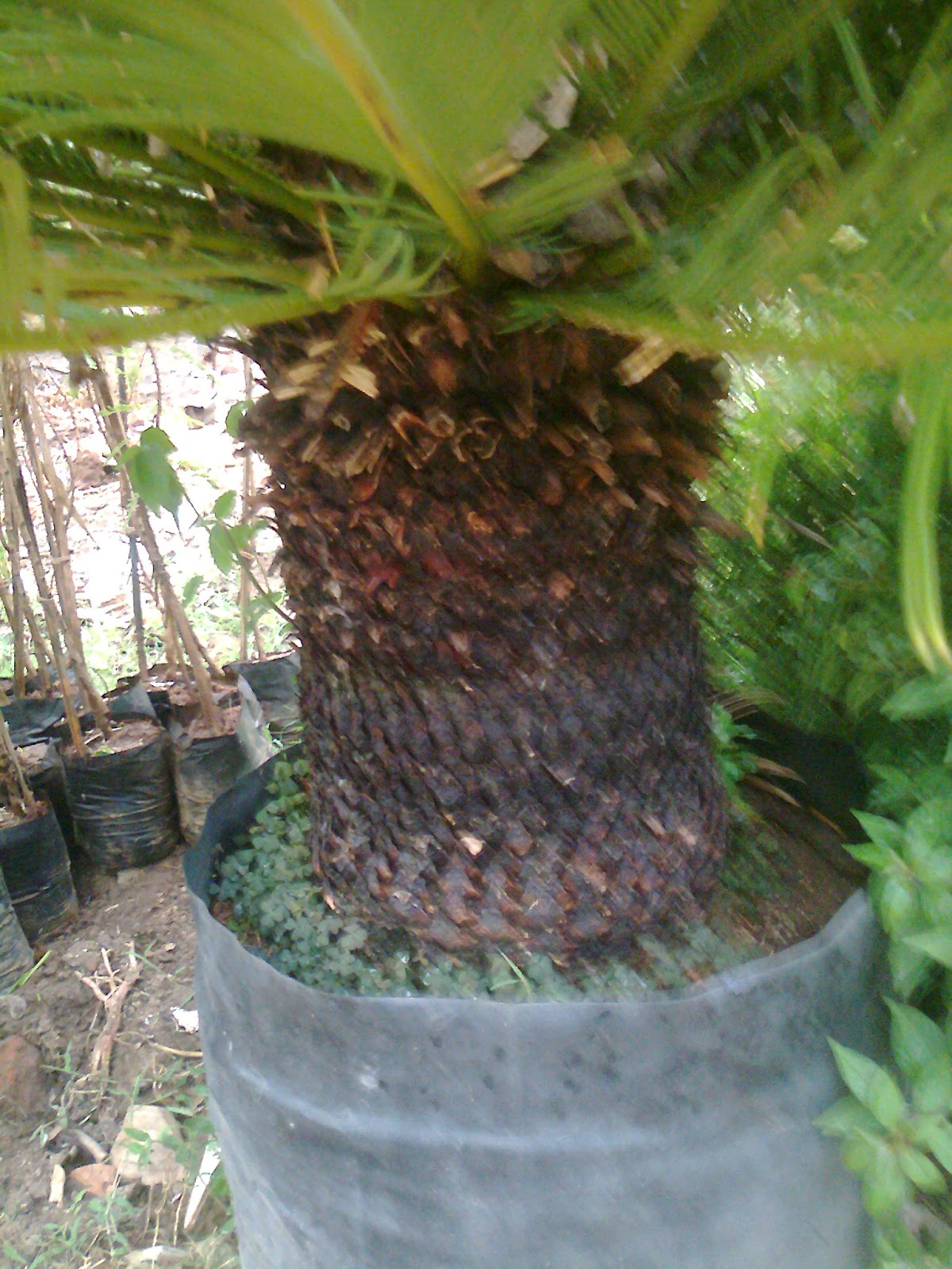 Garden Plant Nursery Ahmedabad