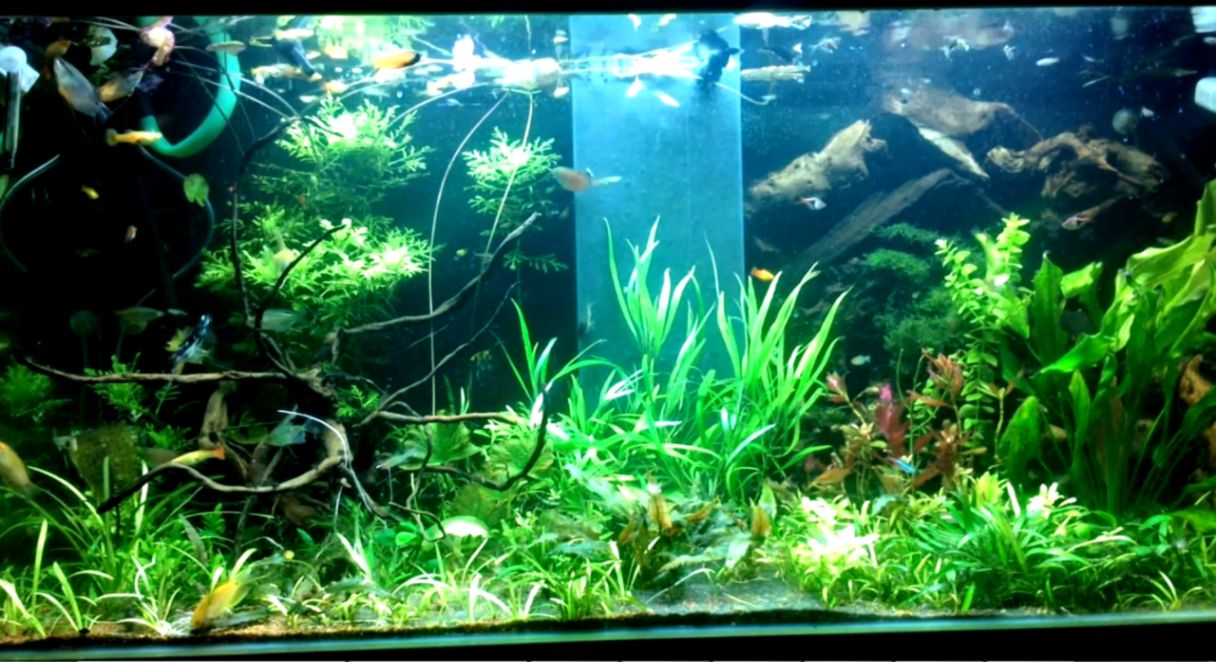 Tropical fish tank aquarium for Wallpaper Engine Links Pet Tropical fish tank aquarium for Wallpaper Engine Links Pet