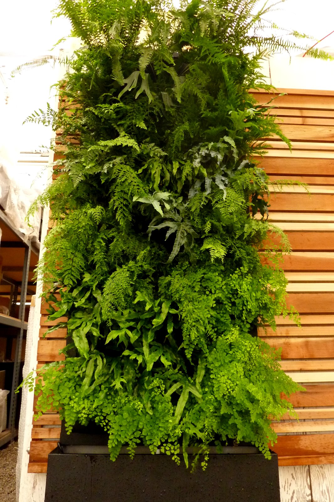 Plants On Walls