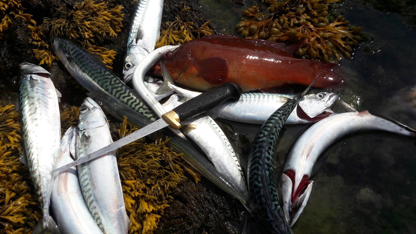Mackerel & Seaweed Pate w/ Wild Seeds Oven Baked In Burdock Leaf w