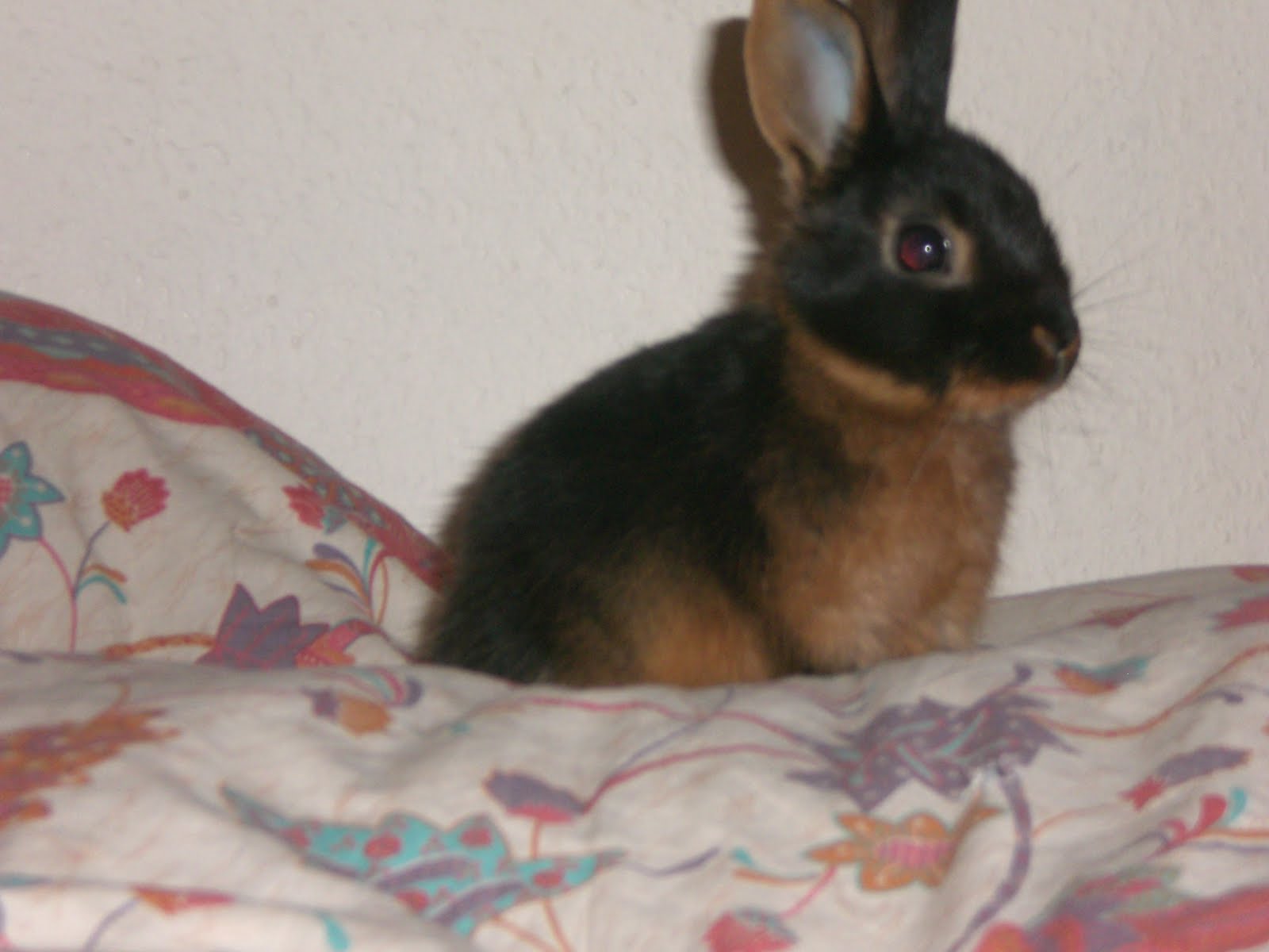 fashion.photos.live.everything Kaninchen (Ninis D)