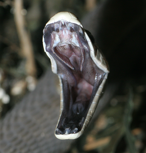 Black mamba name is derived from the color of their mouths rather than their skin.