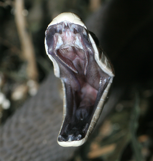 Black Mamba Snake Venom is the Kiss of Death and Breath of Life | Chic African Culture