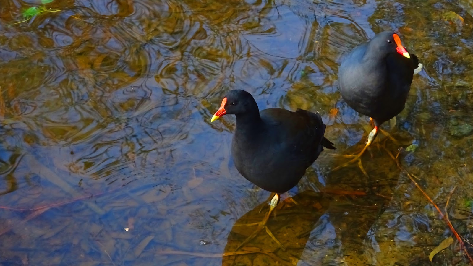 MAP MOORHENS