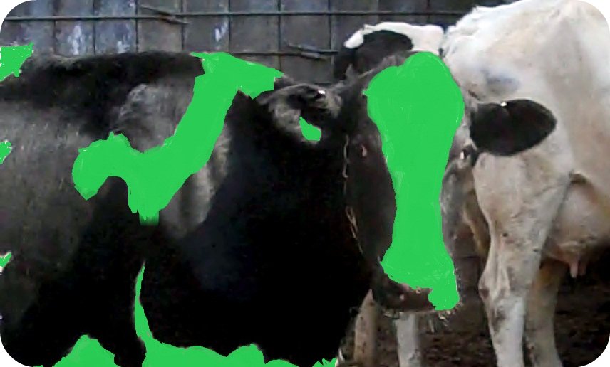 The Udder Side Dairy Cows Going Green