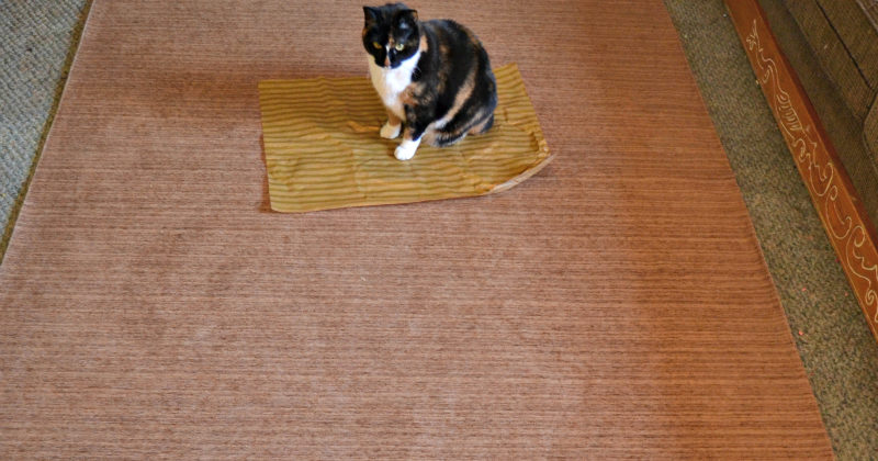 Must Have Item for Pet Parents: RUGGABLE® 2-Piece Rug System