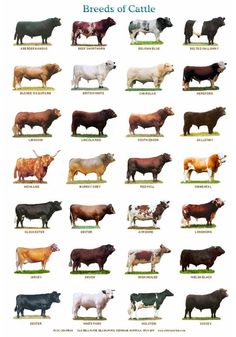 cow images