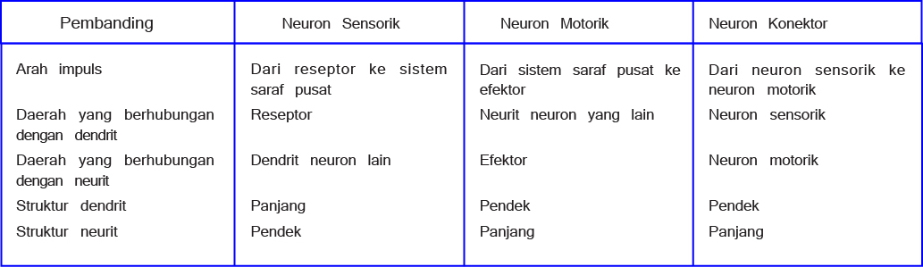 Tabel Perbedaan antara Neuron Sensorik, Neuron Motorik, dan Neuron Konektor