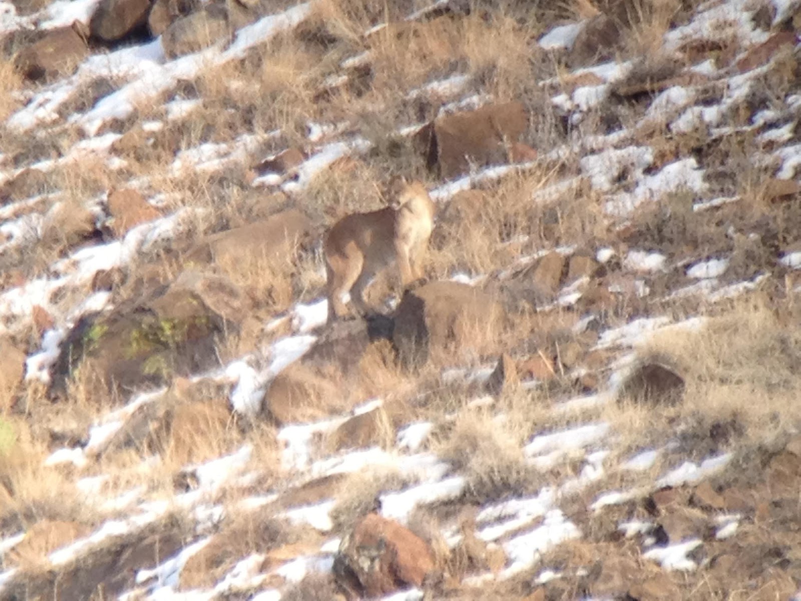 Game Trail Taxidermy April 2013