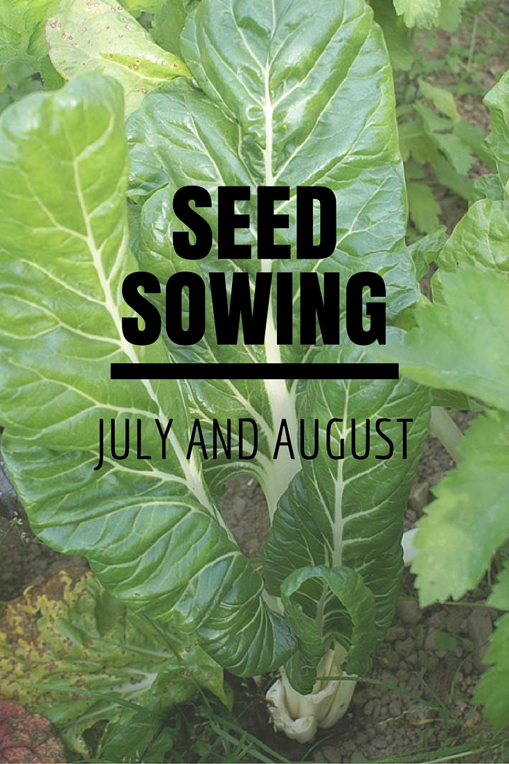 A Green and Rosie Life Weekly Green Tips 7 Vegetables you can sow in