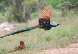 peacock flying peacocks bird bare national male sharing internet thanks sky photographer community india female wings flight peahen normal birds