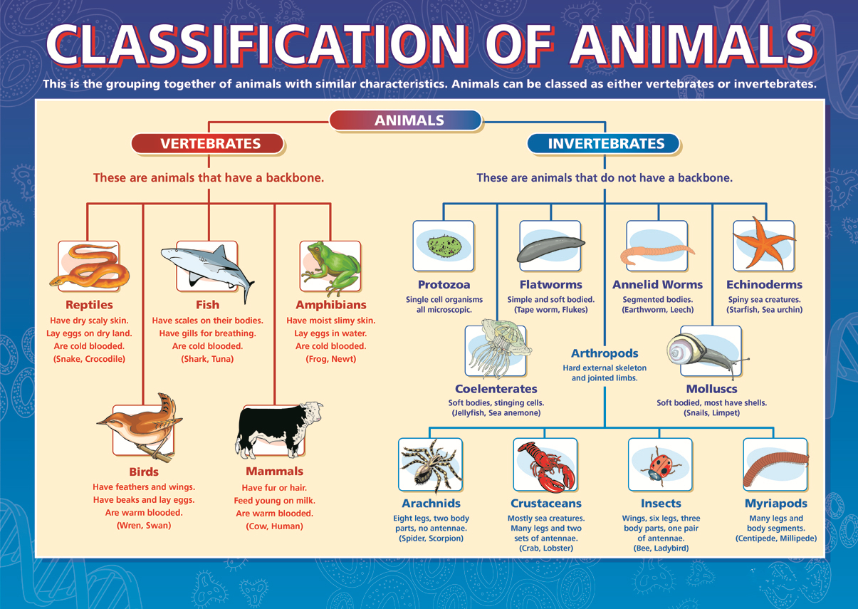 Science Fun Party: Investigate the Animal Kingdom: Vertebrates