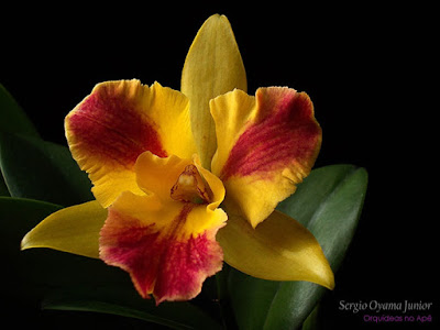 Orquídea Potinara Burana Beauty 'Burana'