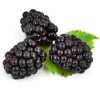 can bearded dragons eat blackberries?