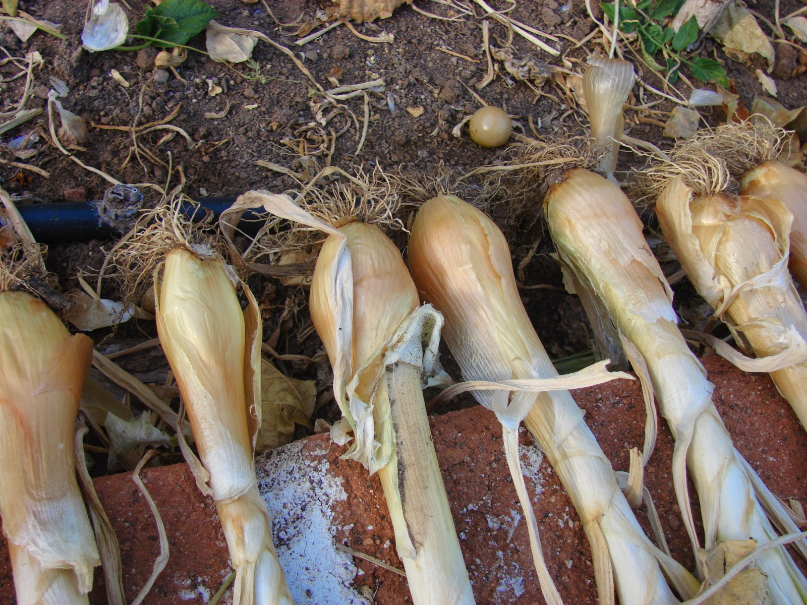 Good2Go2Mexico: Harvesting the Walla Walla Sweets