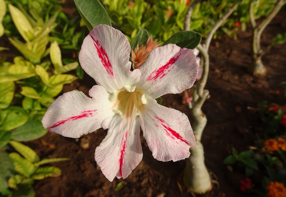 Tanaman Hias Bunga Adenium