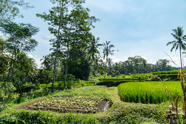 Ceking - Tegallalang - Ubud - Bali