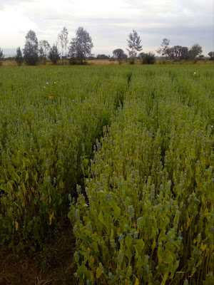 chia seeds farming in kenya