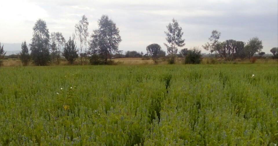 Rich Farm Kenya Profitable Agribusiness Ideas in Fruit Farming Just 3