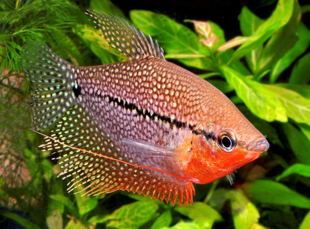 Beternak Ikan Sepat Dengan Mudah Ternak Ikan Hias