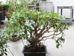 Cara Membentuk Merapikan Batang Bonsai