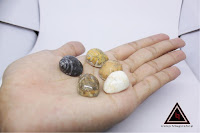 Jual Keong buntet magic Jual Keong buntet magic