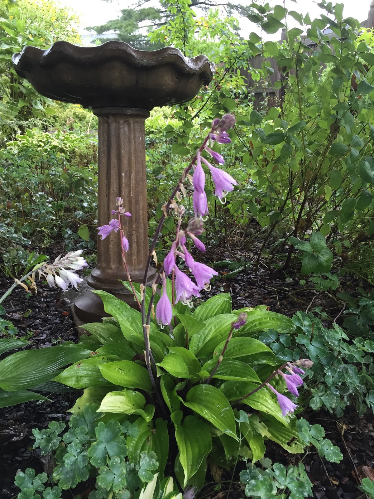 Garden Photo Of The Day 2014