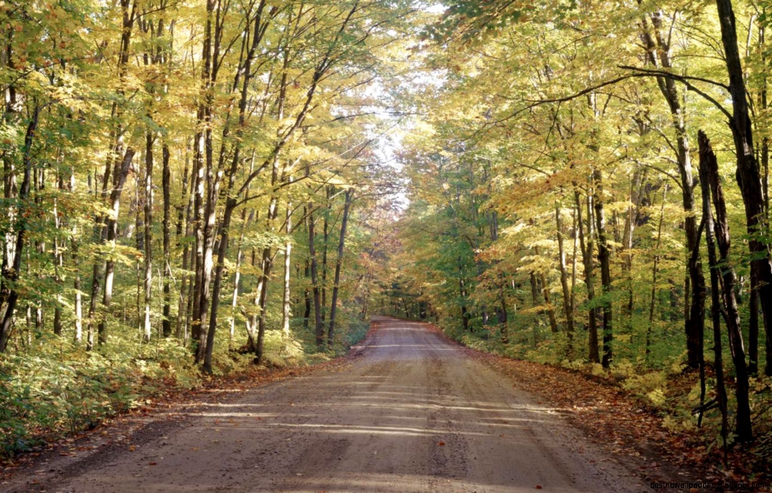 long road forest trees nature hd wallpaper   17630   HQ Desktop