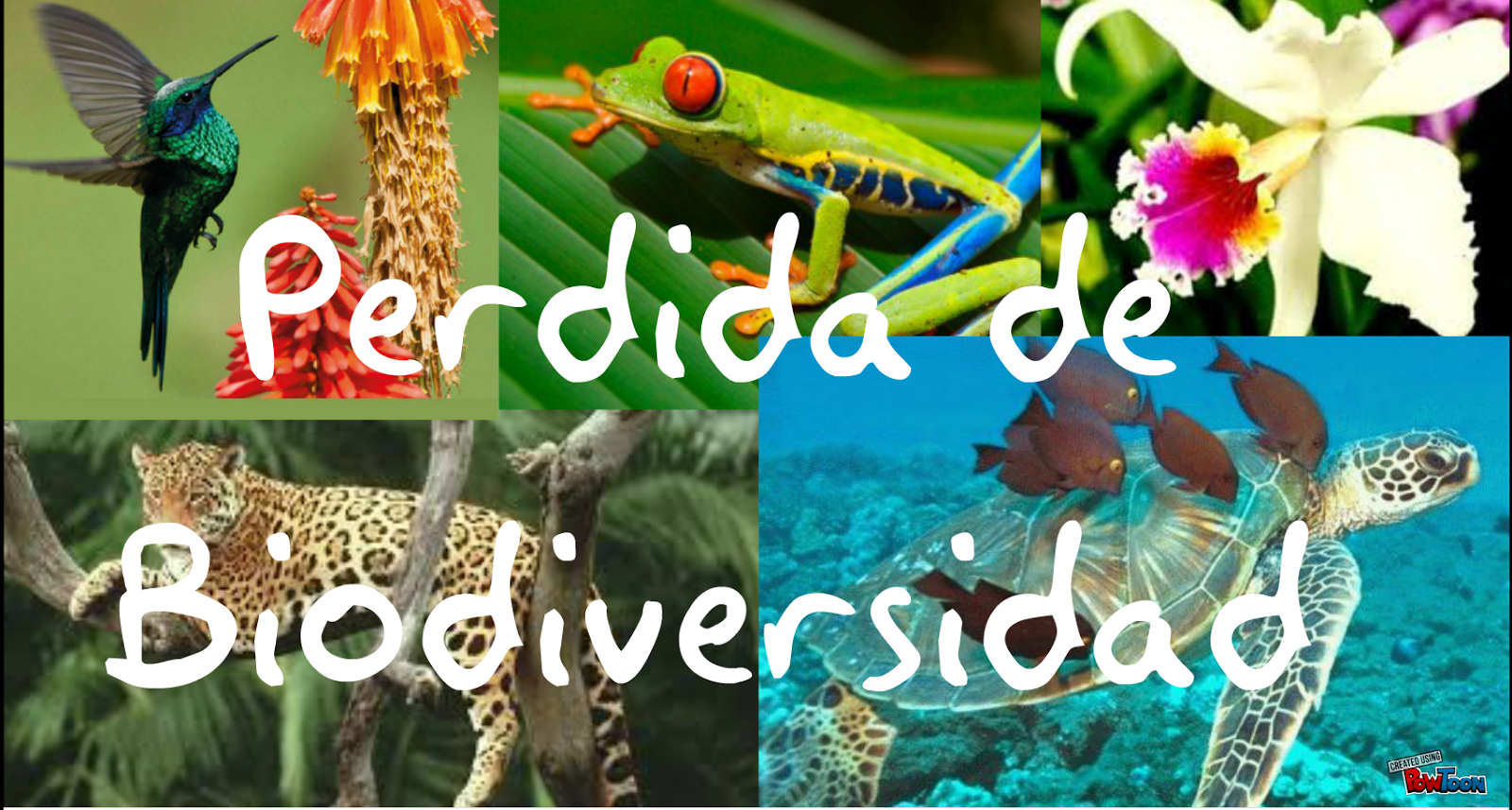 EDUCACION AMBIENTAL : PERDIDA DE BIODIVERSIDAD