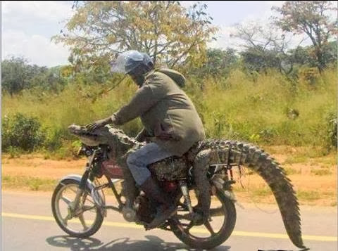 Nova+moto+com+assento+em+pele+de+Crocodilo.jpg