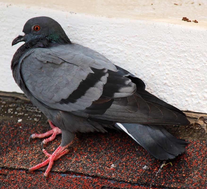 Stock Pictures Pigeons in the city