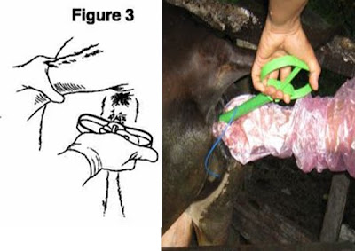 Bukan doktor veterinar: Program Penyelarasan Berahi Lembu 