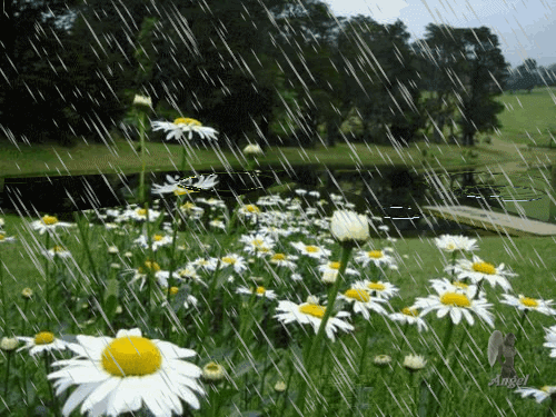 paisagem+jardim+chuva+animado.gif