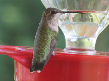Green Hummingbird at Feeder