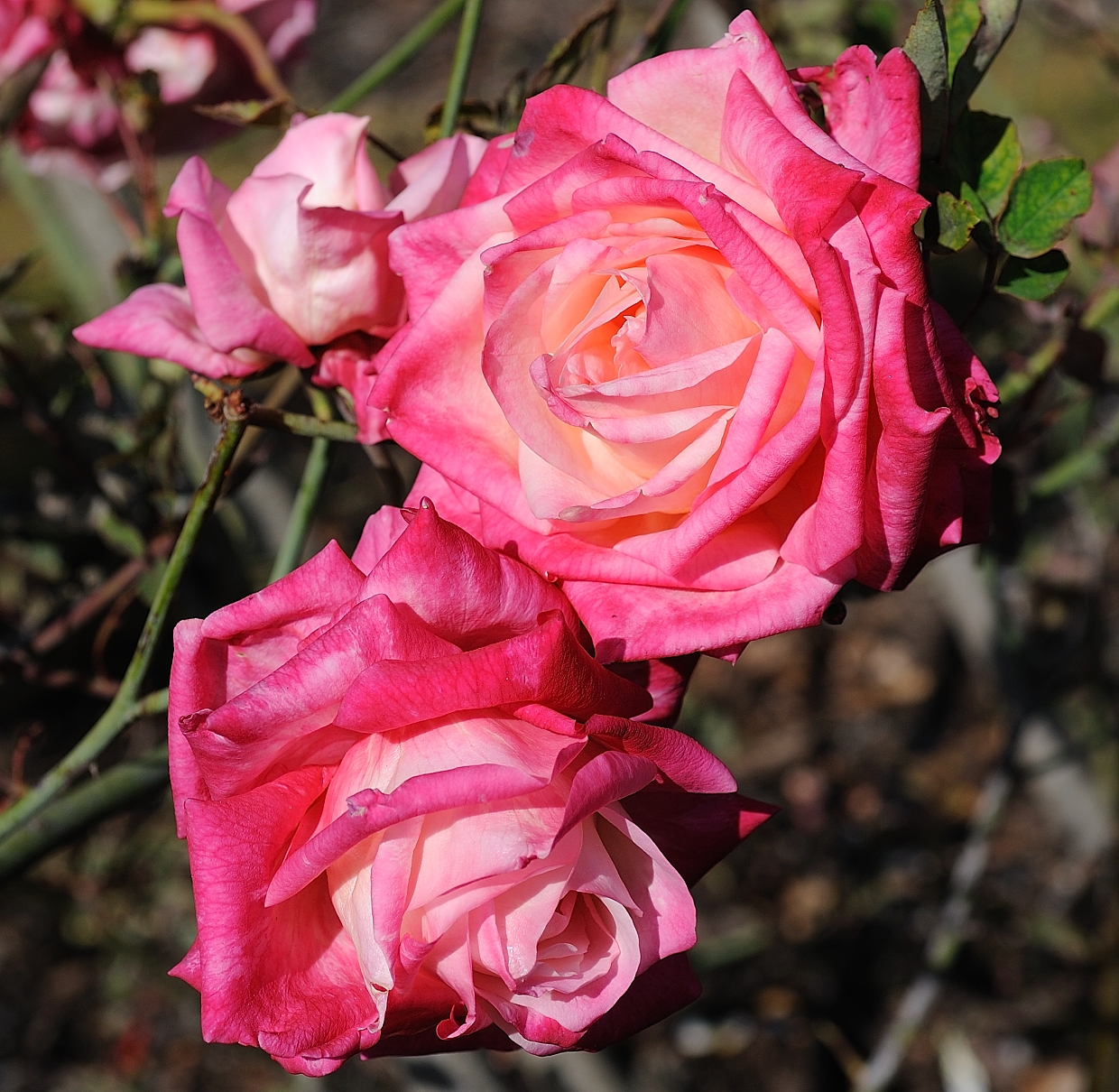 A Rose is a Rose...: What's In a Name: A Tea or Not A Tea
