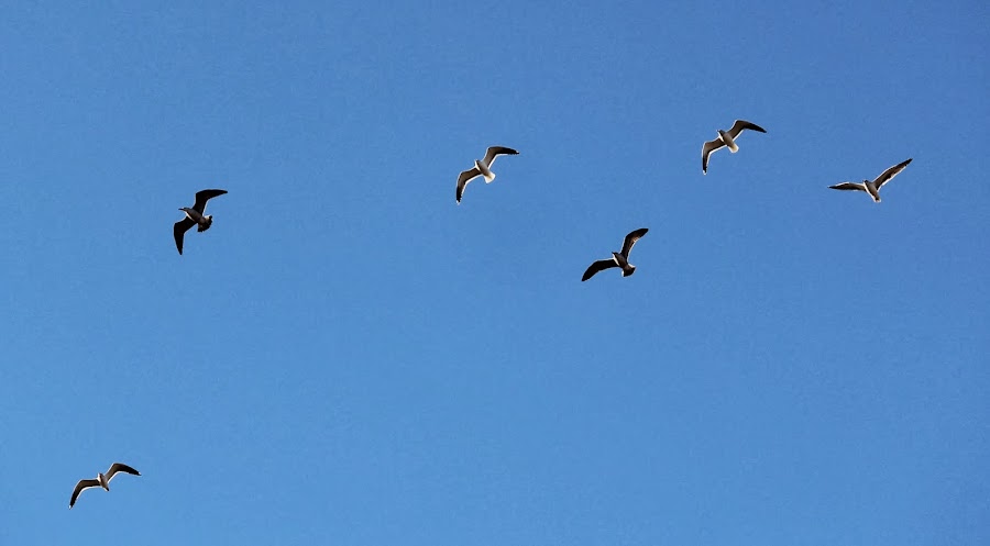 GAVIOTAS EN VUELO