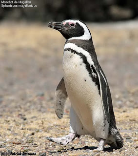 pinguino patagonico Spheniscus magellanicus