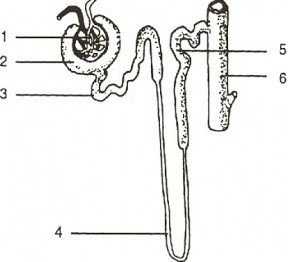 Soal Biologi Sistem Ekskresi Manusia Hewan Jawaban Muttaqin Id