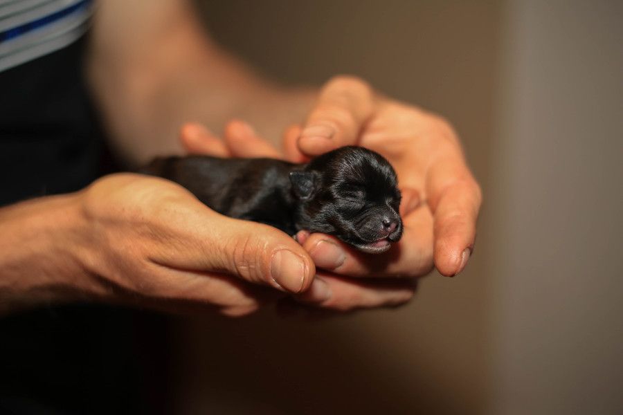 2. Newborn baby female chihuahua by Claudia DiMinni