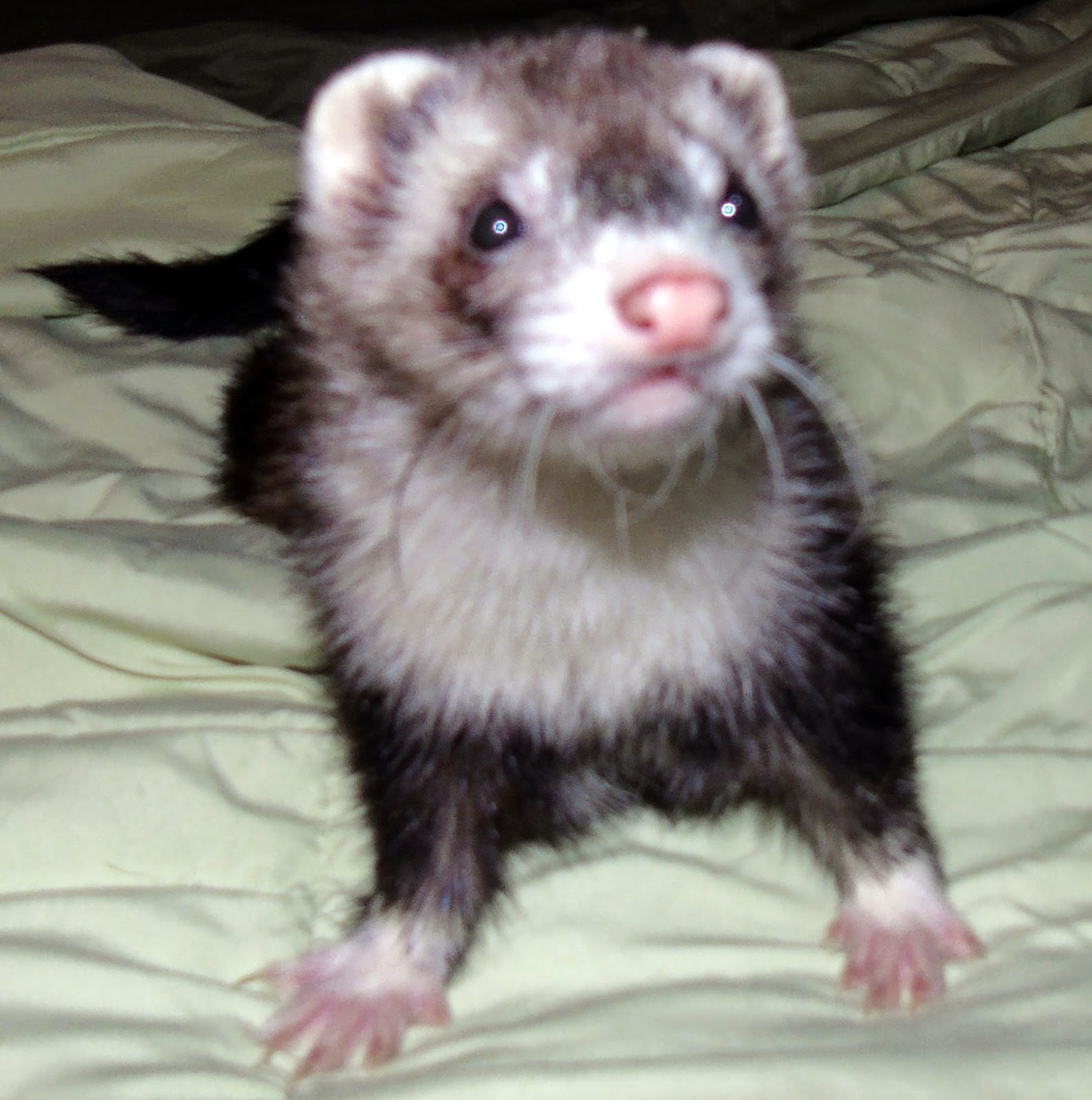 A Day in the Life of a Zookeeper: Meet the Ferrets