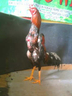 PENGOBATAN PERAWATAN AYAM BANGKOK AYAM ADUAN : AYAM