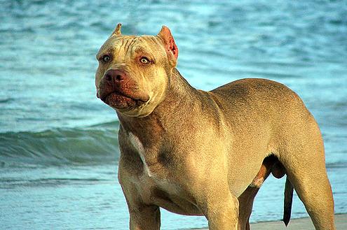 All About Animal Wildlife: American Pitbull Terrier HD Wallpapers 2012