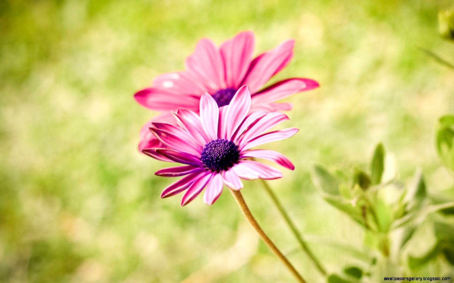 Pink Summer Flowers Backgrounds | Wallpapers Gallery