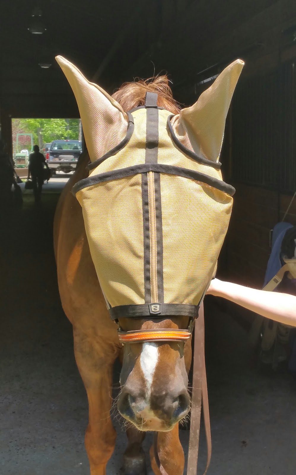 Behind the Bit Noble Outfitters Guardsman Fly Mask Giveaway!