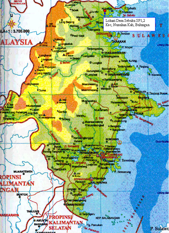 KAPUAS BUNGA BANGSA Tanaman Asli KalimantanTimur