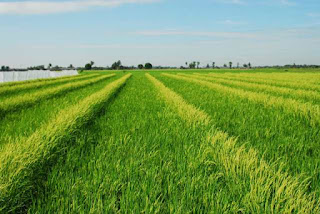 Hybrid Rice Field